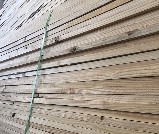 社旗县巴西松